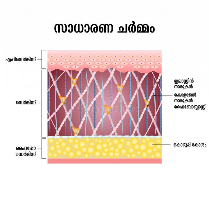 ചർമ്മ സംരക്ഷണത്തിൽ ഇലാസ്റ്റിന്റെ പങ്ക്