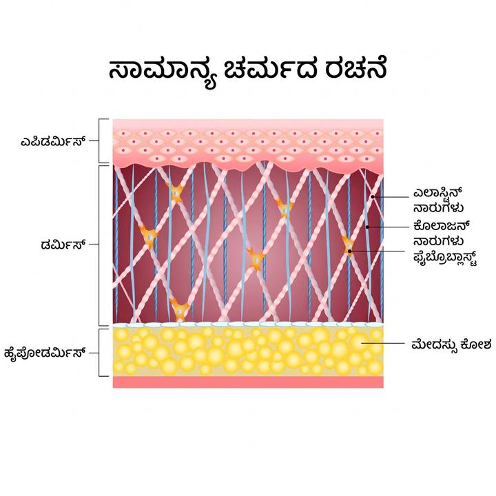 ಚರ್ಮದ ದುರಸ್ತಿಯಲ್ಲಿ ಎಲಾಸ್ಟಿನ್ನ ಪಾತ್ರ