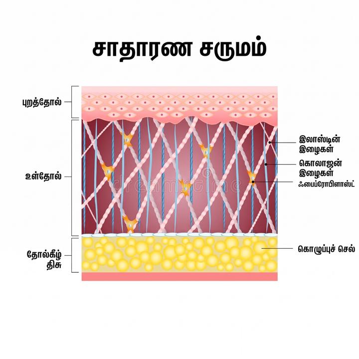 தோல் சீரமைப்பில் எலாஸ்டினின் பங்கு