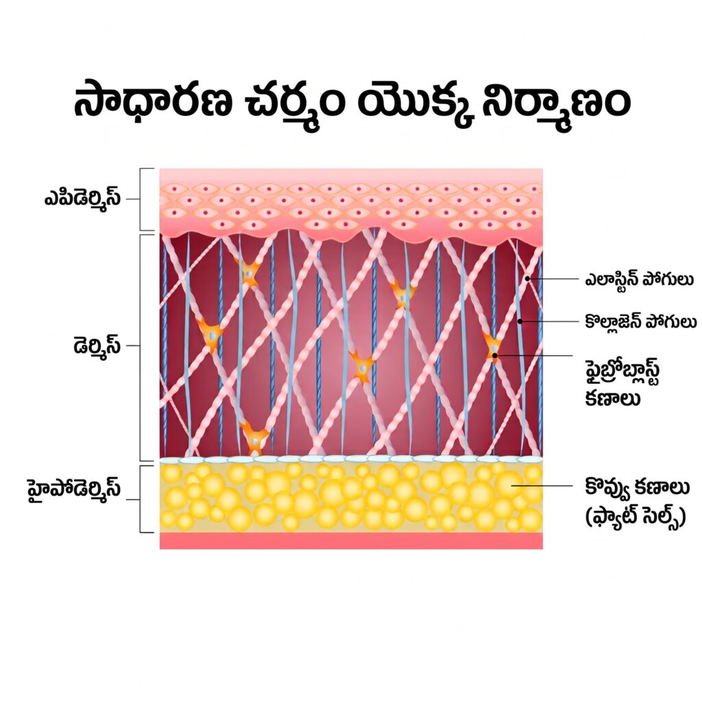 చర్మ మరమ్మత్తులో ఎలాస్టిన్ పాత్ర
