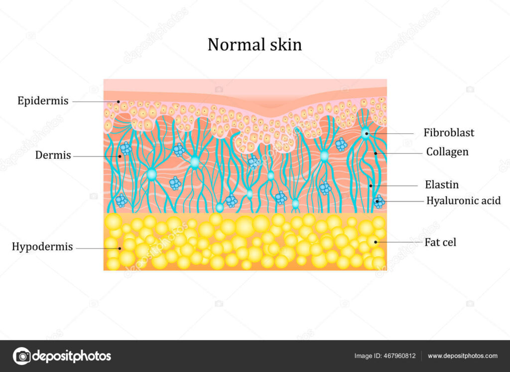The Role of Elastin in Skin Repair